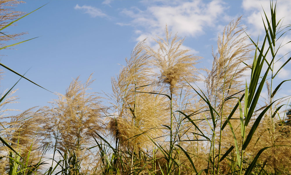 Stover and the Miscanthus Solution Part 2